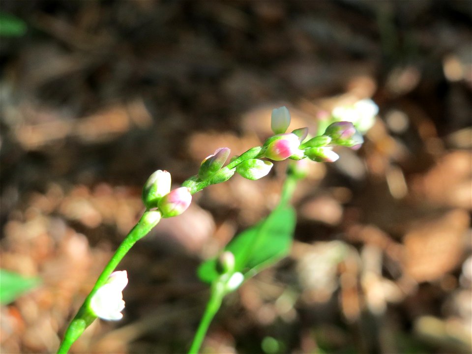 Wasserpfeffer (Persicaria hydropiper) in der Schwetzinger Hardt