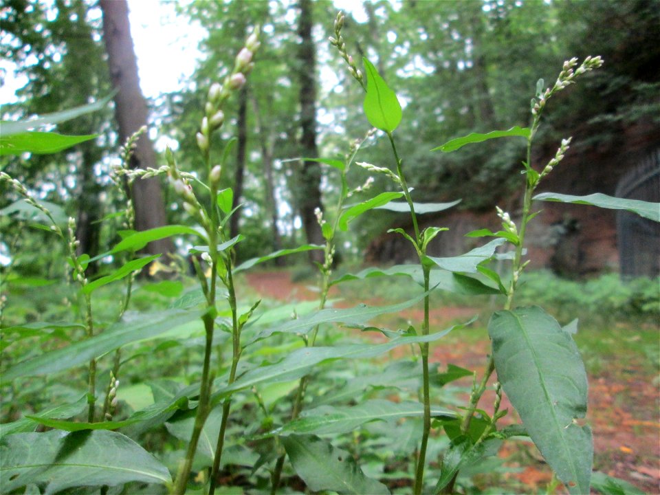 Wasserpfeffer (Persicaria hydropiper) im Landschaftschutzgebiet „Halberg“ in Saarbrücken