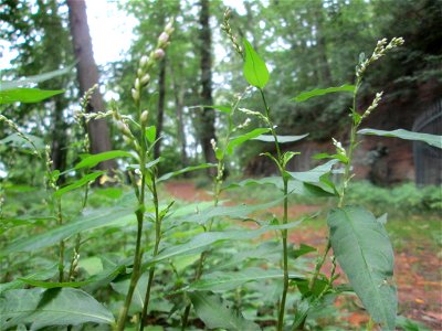 Wasserpfeffer (Persicaria hydropiper) im Landschaftschutzgebiet „Halberg“ in Saarbrücken