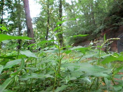 Wasserpfeffer (Persicaria hydropiper) im Landschaftschutzgebiet „Halberg“ in Saarbrücken