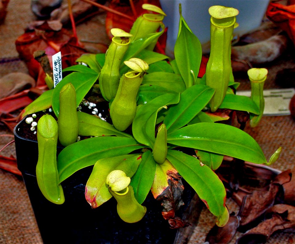 Plant Nepenthes khasiana in Fata Morgana Greenhouse, Prague, Troja