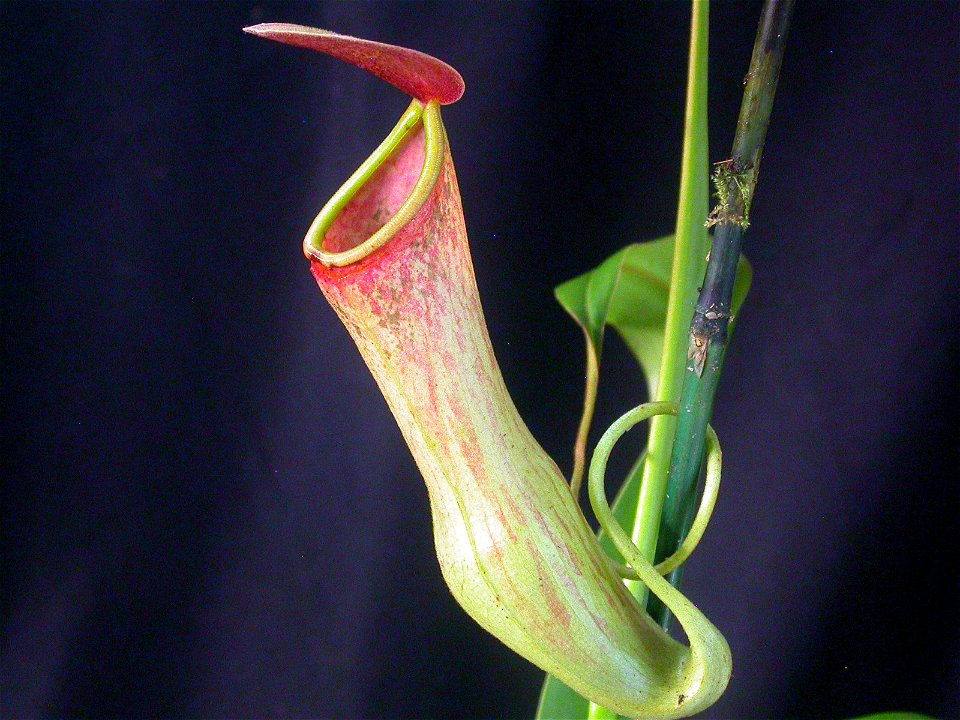 Here is a photo of my cultivated N. khasiana.

-Jeremiah-