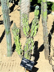 Cereus jamacaru specimen in the Jardin Botanique de Lyon, Parc de la Tête d'Or, Lyon, France.
