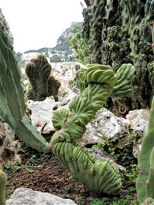 Cereus uruguayanus monstruosus in the exotic garden of Monaco