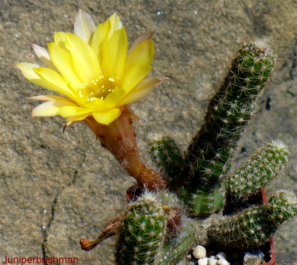 Chamaecereus hybrid - Yelow fl.