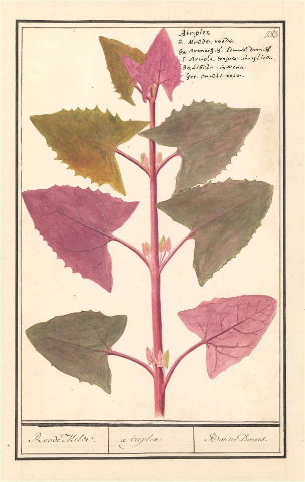 IdentificatieTitel(s): Tuinmelde (Atriplex hortensis)Roode Melde. / a triplex / Bonne Dames. (titel op object)Objecttype: tekening Objectnummer: RP-T-BR-2017-1-10-87Omschrijving: Tuinmelde. Genummerd 