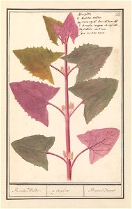 IdentificatieTitel(s): Tuinmelde (Atriplex hortensis)Roode Melde. / a triplex / Bonne Dames. (titel op object)Objecttype: tekening Objectnummer: RP-T-BR-2017-1-10-87Omschrijving: Tuinmelde. Genummerd 
