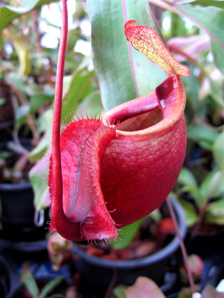 lower pitcher of Nepenthes globosa