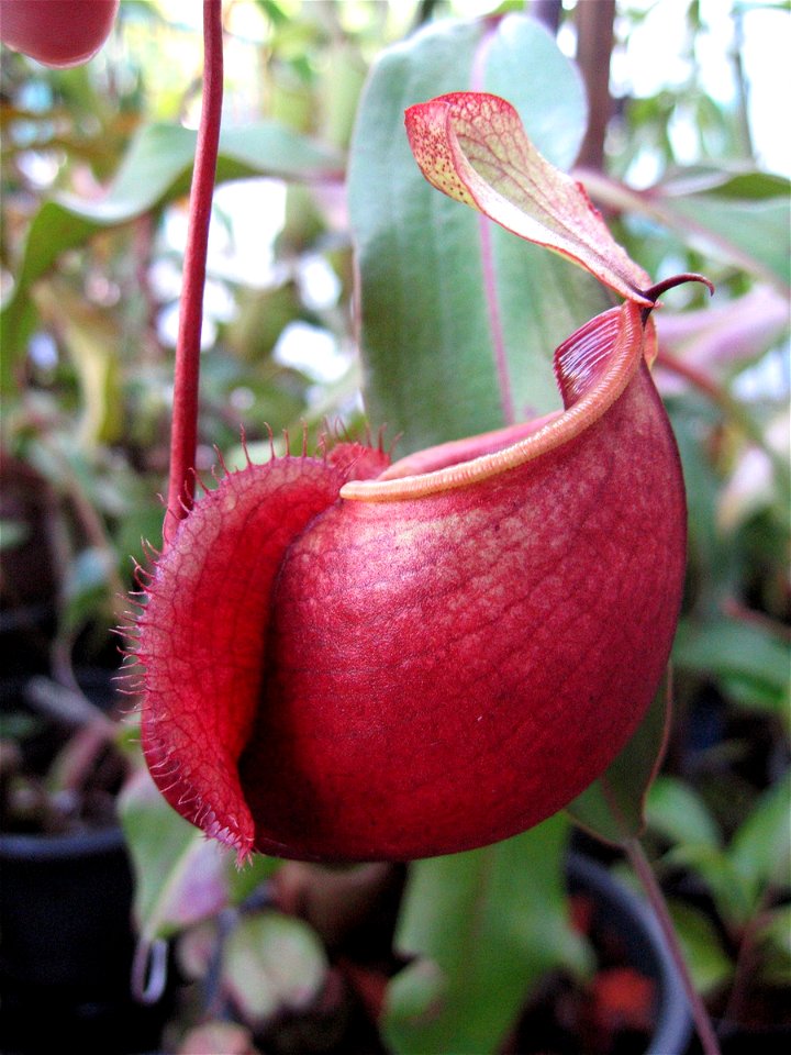 lower pitcher of Nepenthes globosa