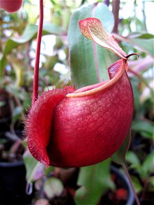 lower pitcher of Nepenthes globosa
