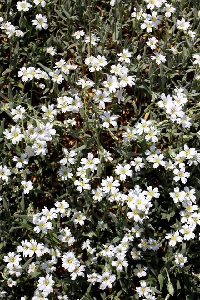 A close view of a bush of Cerastium tomentosum