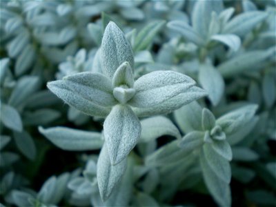 [Cerastium tomentosum columnae] — [viltige hoornbloem]