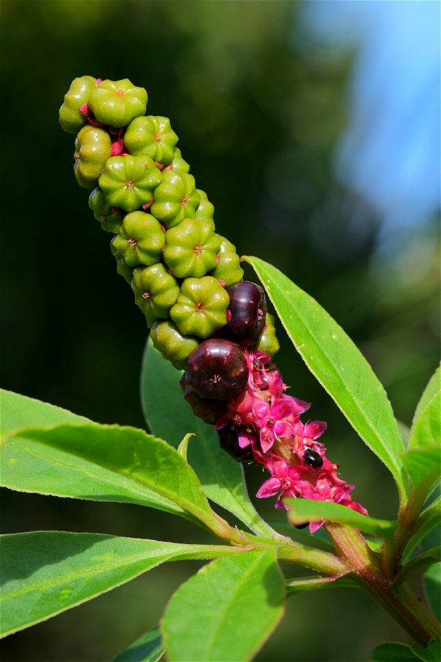 Inkweed (Phytolacca octandra) raceme with magenta flowers, unripe berries and ripe purple berries.  The entire raceme is about 10 cm (3.9 in) tall.  Photo taken in autumn on the Kapiti Coast