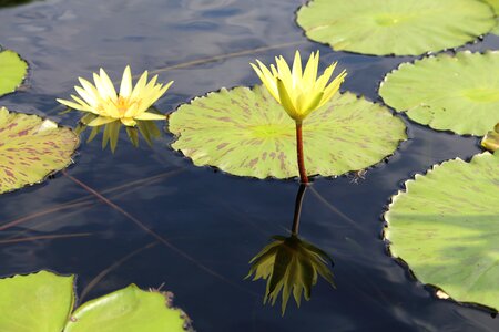 Buddhism aquatic plants peaks photo