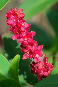 Inkweed (Phytolacca octandra) raceme with mature magenta flowers; the entire raceme is about 8 cm (3.1 in) tall; Kapiti Coast, New Zealand in autumn