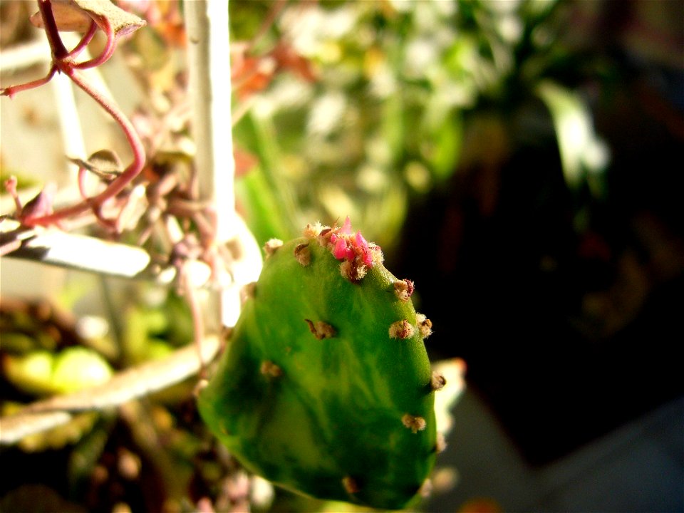Cactus con una flor