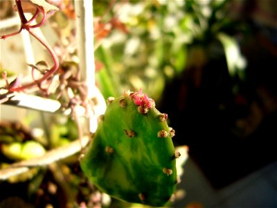 Cactus con una flor