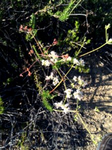 California buckwheat — probably Eriogonum fasciculatum spp. fasciculatum. Taken in the Puente Hills, Los Angeles County, California. photo