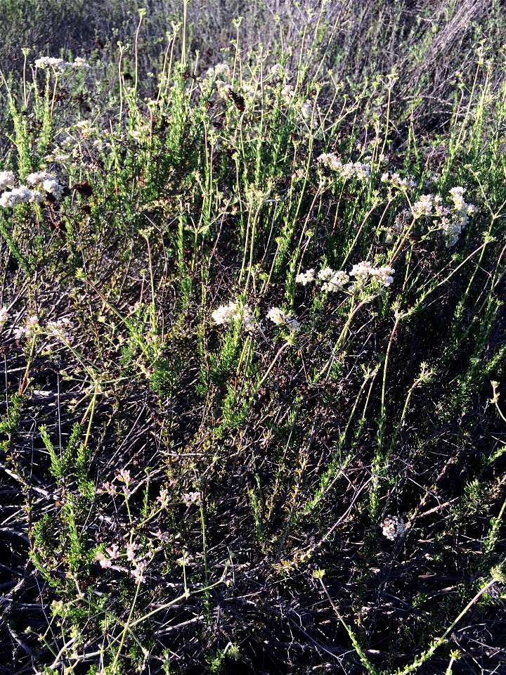 California buckwheat — probably Eriogonum fasciculatum spp. fasciculatum. 

Taken in the Puente Hills, Los Angeles County, California.