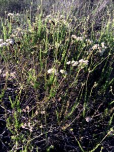 California buckwheat — probably Eriogonum fasciculatum spp. fasciculatum. Taken in the Puente Hills, Los Angeles County, California. photo