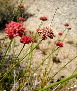 California Buckwheat Eriogonum fasciculatum var. flavoviride photographed at Joshua Tree National Park, CA.