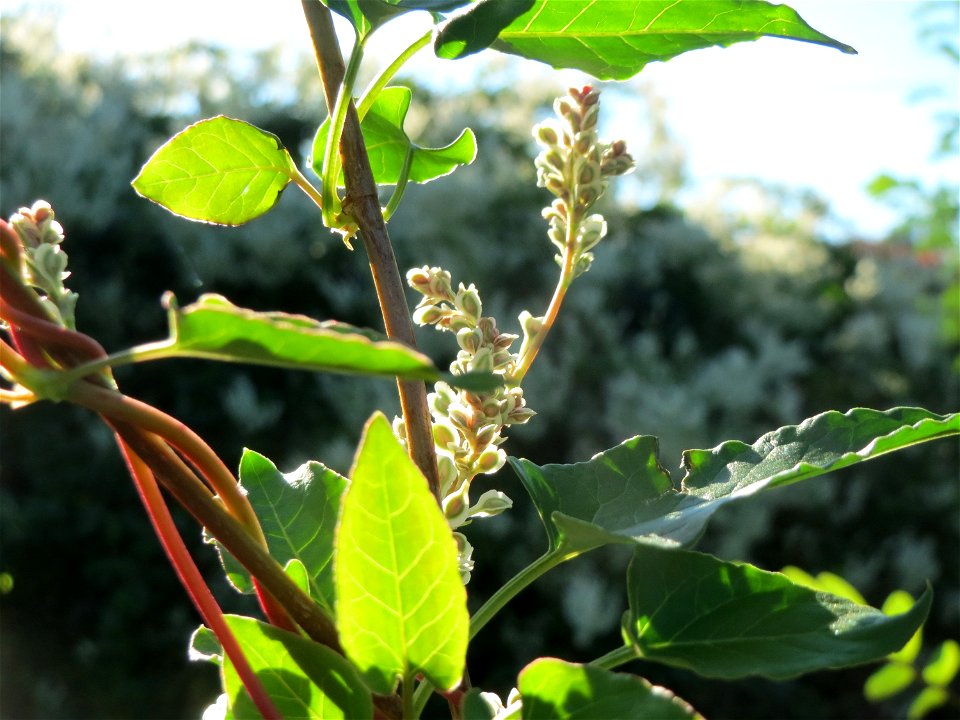 Schlingknöterich (Fallopia baldschuanica) im Landesgartenschaupark Hockenheim