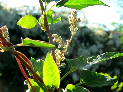 Schlingknöterich (Fallopia baldschuanica) im Landesgartenschaupark Hockenheim