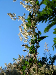 Schlingknöterich (Fallopia baldschuanica) im Landesgartenschaupark Hockenheim