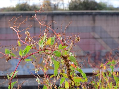 Schlingknöterich (Fallopia baldschuanica) in Hockenheim