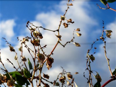 Schlingknöterich (Fallopia baldschuanica) im Landesgartenschaupark Hockenheim