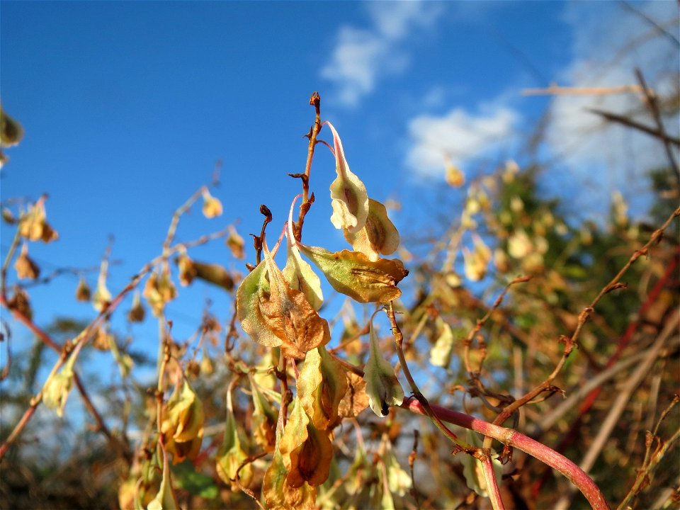 Schlingknöterich (Fallopia baldschuanica) im Landesgartenschaupark Hockenheim