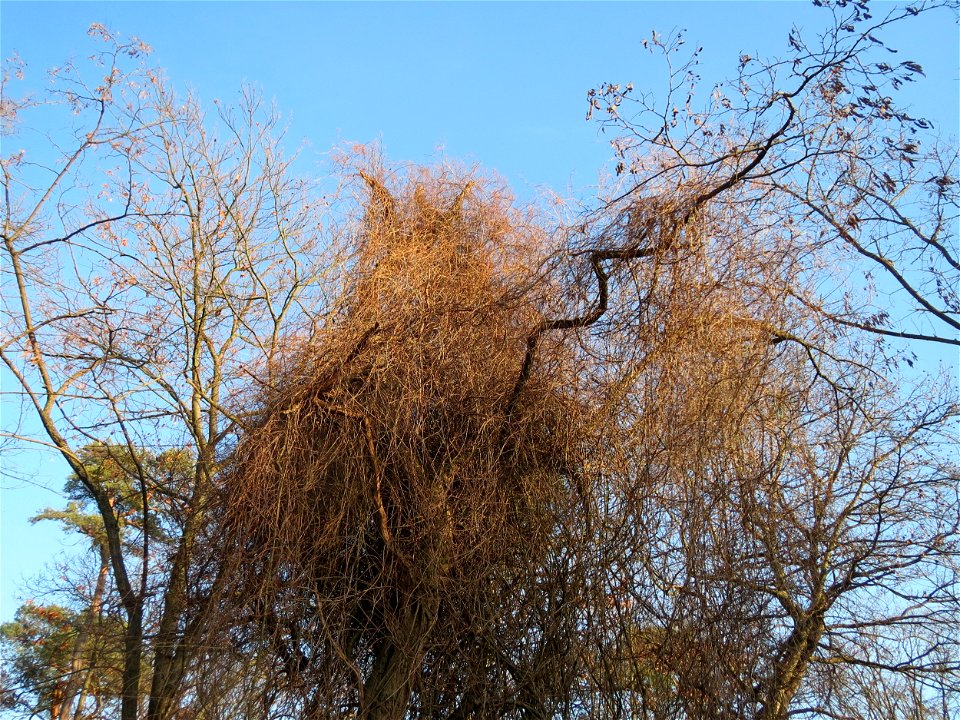 Schlingknöterich (Fallopia baldschuanica) im Schwetzinger Hardt