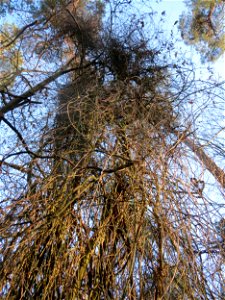 Schlingknöterich (Fallopia baldschuanica) im Schwetzinger Hardt