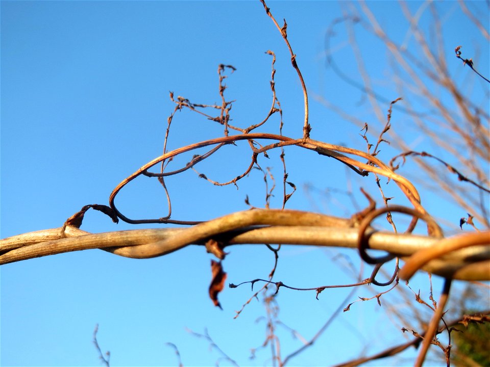 Schlingknöterich (Fallopia baldschuanica) im Landesgartenschaupark Hockenheim