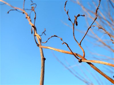 Schlingknöterich (Fallopia baldschuanica) im Landesgartenschaupark Hockenheim