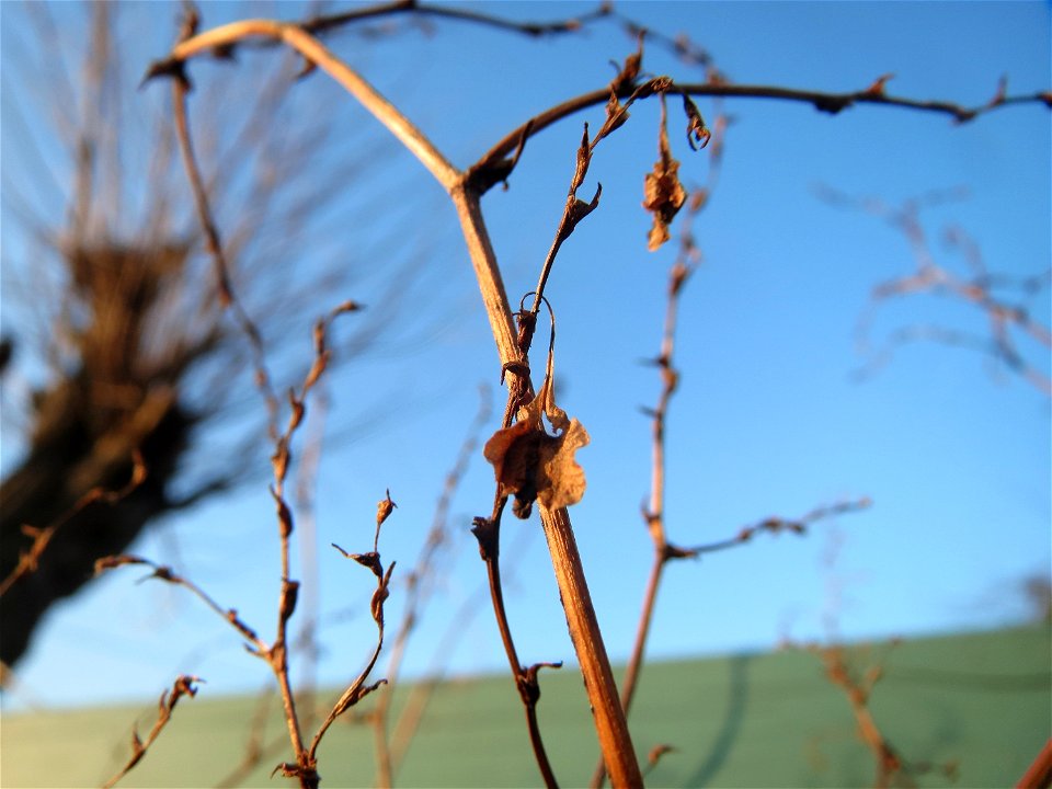 Schlingknöterich (Fallopia baldschuanica) im Landesgartenschaupark Hockenheim