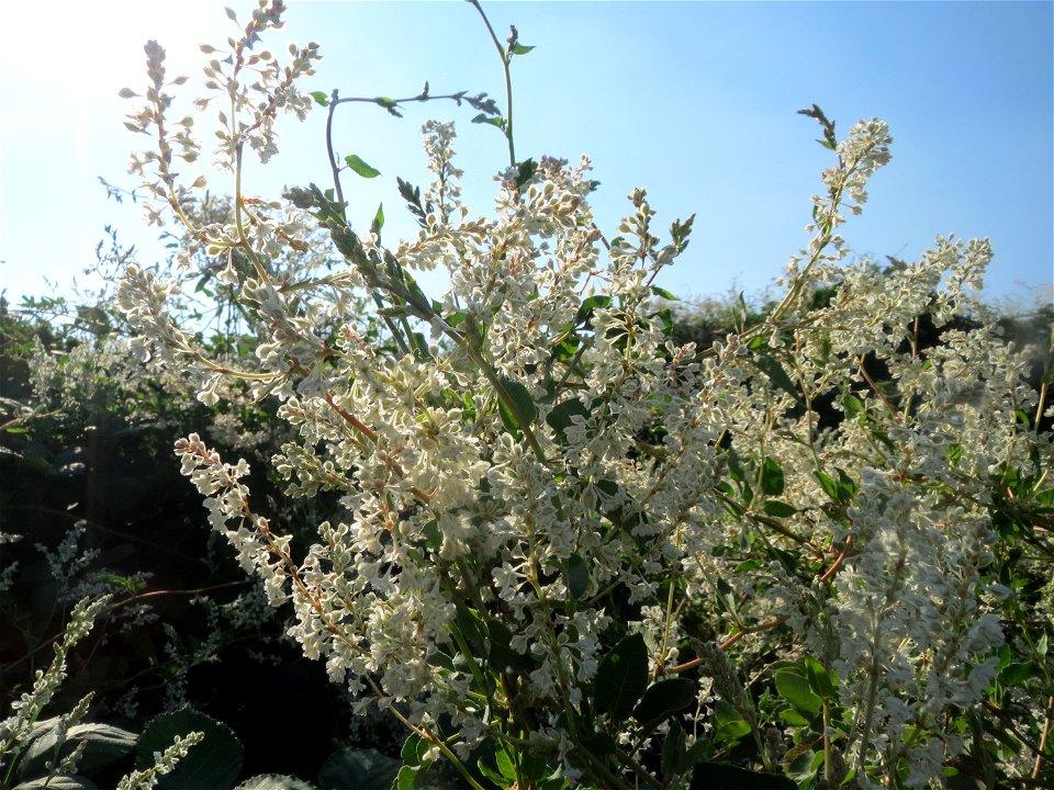 Schlingknöterich (Fallopia baldschuanica) in Hockenheim - wild wuchernd über einer Hecke