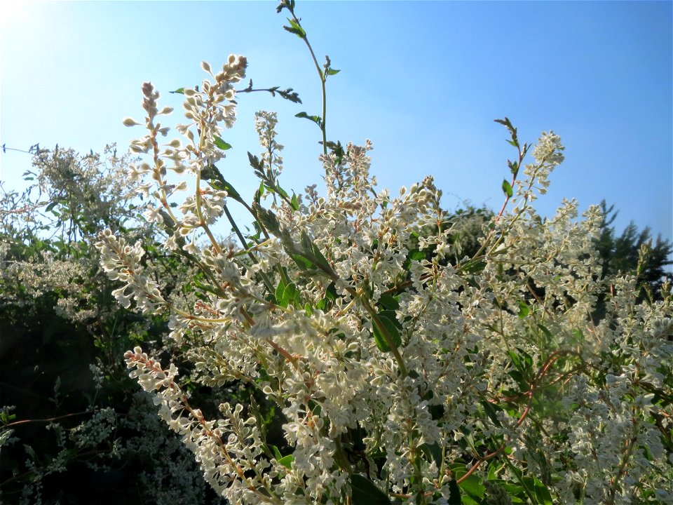 Schlingknöterich (Fallopia baldschuanica) in Hockenheim - wild wuchernd über einer Hecke