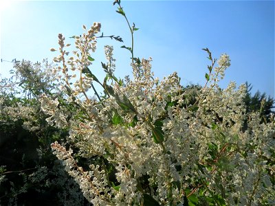 Schlingknöterich (Fallopia baldschuanica) in Hockenheim - wild wuchernd über einer Hecke
