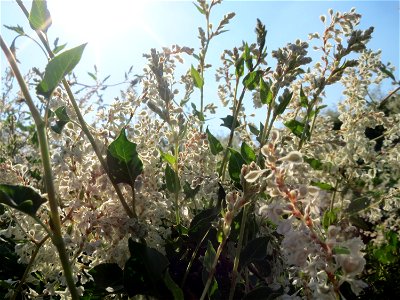 Schlingknöterich (Fallopia baldschuanica) in Hockenheim - wild wuchernd über einer Hecke