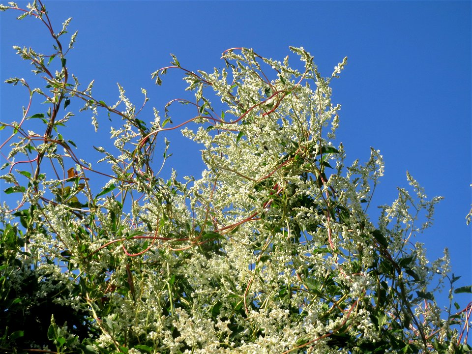 Schlingknöterich (Fallopia baldschuanica) in Hockenheim - wild wuchernd über einer Hecke