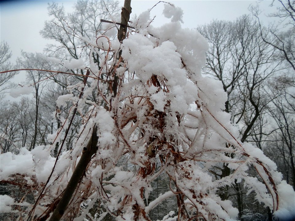 Schlingknöterich (Fallopia baldschuanica) am Winterberg in Saarbrücken