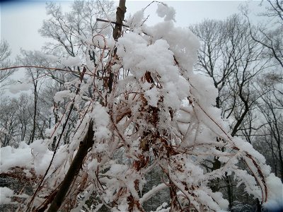 Schlingknöterich (Fallopia baldschuanica) am Winterberg in Saarbrücken