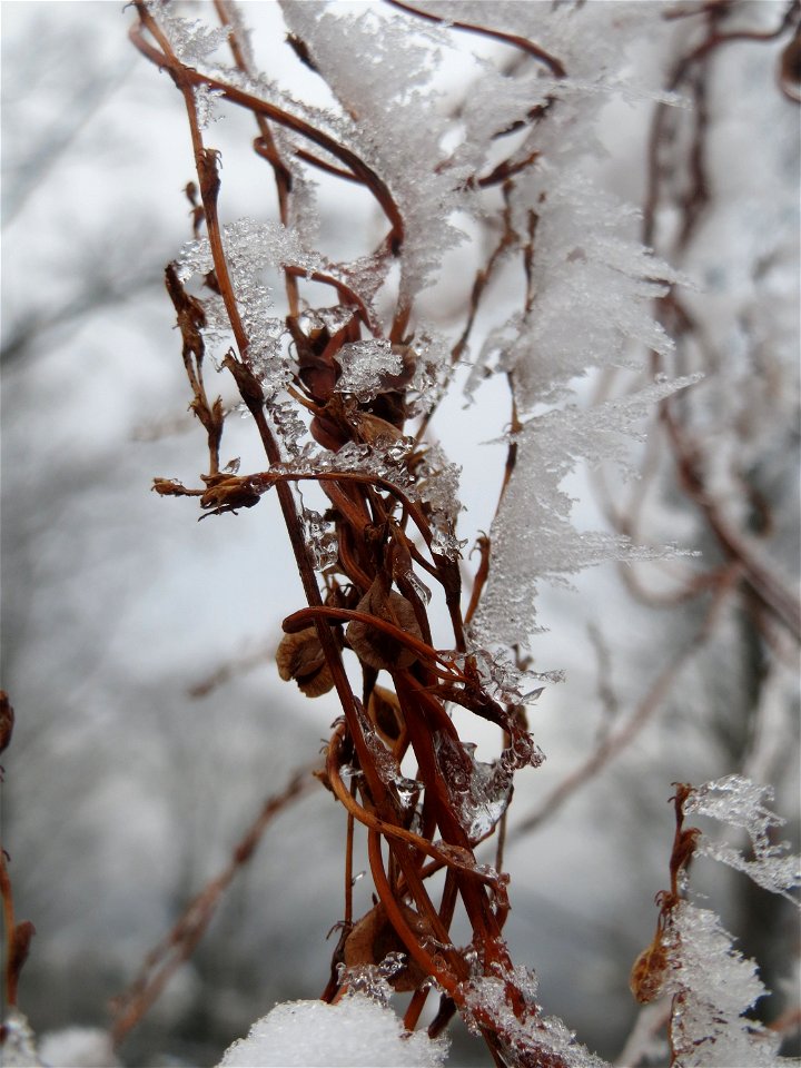 Schlingknöterich (Fallopia baldschuanica) am Winterberg in Saarbrücken