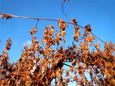 Mumienbotanik: Schlingknöterich (Fallopia baldschuanica) in Hockenheim - wild wuchernd an einer Baustelle