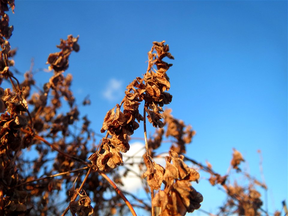 Mumienbotanik: Schlingknöterich (Fallopia baldschuanica) in Hockenheim - wild wuchernd an einer Baustelle
