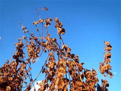 Mumienbotanik: Schlingknöterich (Fallopia baldschuanica) in Hockenheim - wild wuchernd an einer Baustelle