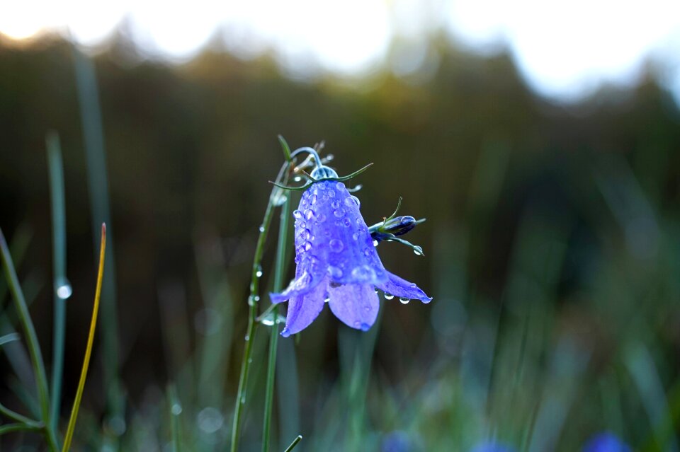 Bloom blue dew
