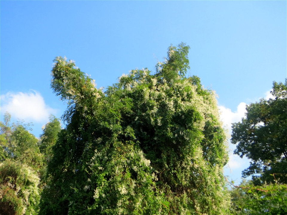 Schlingknöterich (Fallopia baldschuanica) an Robinien am Rand der Schwetzinger Hardt - dieses aus Asien eingeschleppte Knöterichgewächs wuchert am Waldrand Bäume oft vollständig zu - da er ebenso größ