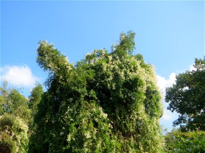 Schlingknöterich (Fallopia baldschuanica) an Robinien am Rand der Schwetzinger Hardt - dieses aus Asien eingeschleppte Knöterichgewächs wuchert am Waldrand Bäume oft vollständig zu - da er ebenso größ